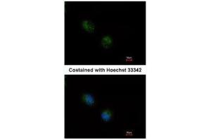 ICC/IF Image Immunofluorescence analysis of methanol-fixed A549, using STMN2, antibody at 1:500 dilution.
