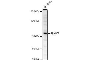 FBXW7 Antikörper  (AA 408-707)