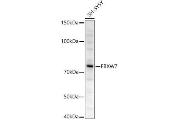 FBXW7 Antikörper  (AA 408-707)
