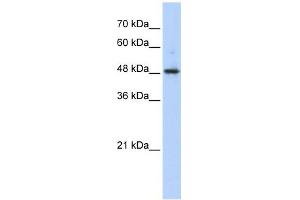 Image no. 1 for anti-Abhydrolase Domain Containing 2 (ABHD2) (Middle Region) antibody (ABIN631514)