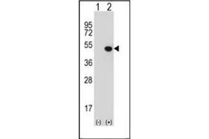 Image no. 1 for anti-Jumonji Domain Containing 5 (JMJD5) (AA 36-63), (N-Term) antibody (ABIN952977)
