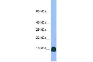 anti-ATPase, H+ Transporting, Lysosomal 21kDa, V0 Subunit B (ATP6V0B) (N-Term) antibody