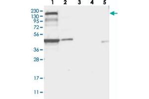 Image no. 2 for anti-Pleckstrin Homology Domain Containing, Family A Member 5 (PLEKHA5) antibody (ABIN5585807)
