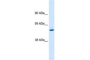 Image no. 2 for anti-Potassium Voltage-Gated Channel, Shaker-Related Subfamily, beta Member 1 (KCNAB1) (C-Term) antibody (ABIN2776156)