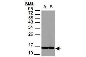 Image no. 2 for anti-H2A Histone Family, Member Z (H2AFZ) (C-Term) antibody (ABIN2856585)