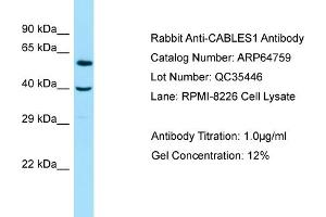 Image no. 1 for anti-Cdk5 and Abl Enzyme Substrate 1 (CABLES1) (C-Term) antibody (ABIN2789955)