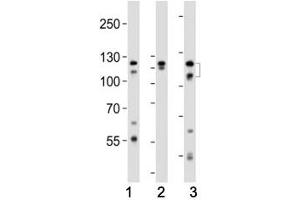 Image no. 7 for anti-Fibroblast Growth Factor Receptor 2 (FGFR2) (AA 7-37) antibody (ABIN3030951)