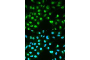 Image no. 4 for anti-Protein Phosphatase 3, Catalytic Subunit, alpha Isoform (PPP3CA) antibody (ABIN3021336)