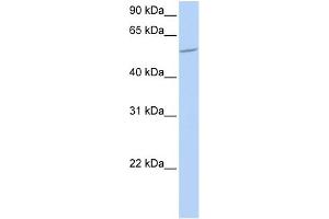 Image no. 1 for anti-BTB (POZ) Domain Containing 1 (BTBD1) (N-Term) antibody (ABIN2775819)