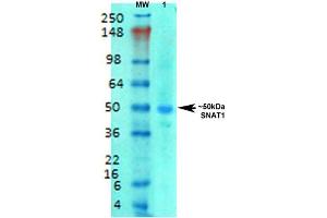 Image no. 2 for anti-Solute Carrier Family 38 Member 1 (SLC38A1) (AA 1-63) antibody (APC) (ABIN2482518)