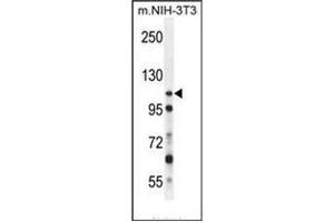 Image no. 2 for anti-Nucleoporin 107kDa (NUP107) (AA 405-433), (Middle Region) antibody (ABIN953789)