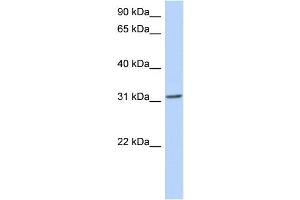 Image no. 1 for anti-Goosecoid Homeobox (GSC) (N-Term) antibody (ABIN2779490)