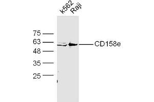 Image no. 1 for anti-Killer Cell Immunoglobulin-Like Receptor, three Domains, Long Cytoplasmic Tail, 1 (KIR3DL1) (AA 251-350) antibody (ABIN740025)