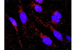 Image no. 3 for anti-Hepatocyte Nuclear Factor 4, alpha (HNF4A) (AA 1-464) antibody (ABIN516575)
