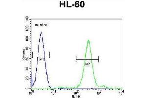 Image no. 1 for anti-Cornichon Homolog 2 (CNIH2) (AA 38-67), (N-Term) antibody (ABIN951666)