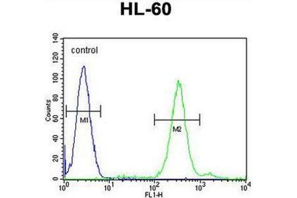 anti-Cornichon Homolog 2 (CNIH2) (AA 38-67), (N-Term) antibody