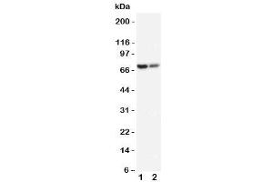 Image no. 5 for anti-ATP-Binding Cassette, Sub-Family D (Ald), Member 3 (ABCD3) (C-Term) antibody (ABIN3030056)