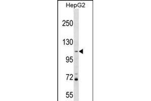 PROSER1 Antibody (N-term) (ABIN1539038 and ABIN2849413) western blot analysis in HepG2 cell line lysates (35 μg/lane).