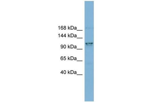 anti-Coiled-Coil Domain Containing 87 (CCDC87) (N-Term) antibody