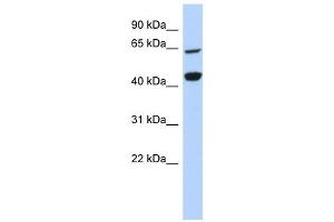 Image no. 1 for anti-Replication Factor C (Activator 1) 4, 37kDa (RFC4) antibody (ABIN634081)