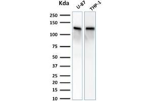 Image no. 1 for anti-Vinculin (VCL) (AA 174-322) antibody (ABIN6940864)