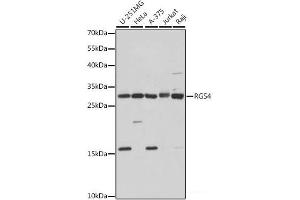 RGS4 antibody