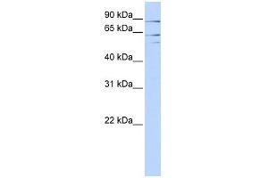 Image no. 1 for anti-X-Prolyl Aminopeptidase (Aminopeptidase P) 2, Membrane-Bound (XPNPEP2) antibody (ABIN633909)