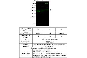 Image no. 2 for anti-Nuclear Transcription Factor Y, alpha (NFYA) (C-Term) antibody (ABIN2682412)