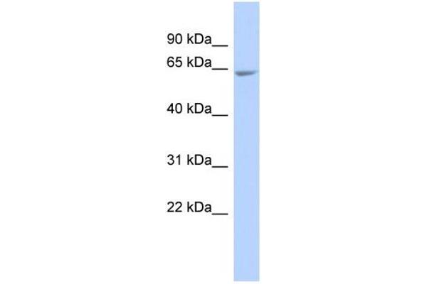 anti-UDP-N-Acetyl-alpha-D-Galactosamine:polypeptide N-Acetylgalactosaminyltransferase 18 (GALNT18) antibody