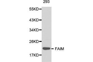 Image no. 1 for anti-Fas Apoptotic Inhibitory Molecule (FAIM) antibody (ABIN3021057)