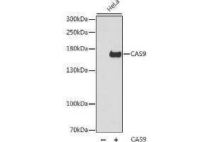 Western Blotting (WB) image for anti-CRISPR-Cas9 antibody (ABIN7008929)