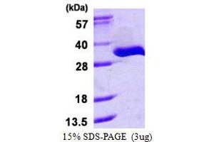 Image no. 1 for tRNA Phosphotransferase 1 (TRPT1) (AA 1-253) protein (His tag) (ABIN667991)