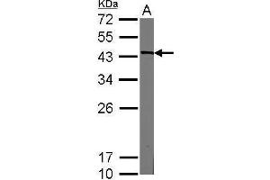 WB Image Sample (20 ug of whole cell lysate) A: mouse ESC 12% SDS PAGE antibody diluted at 1:3000