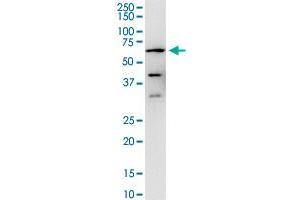 Image no. 4 for anti-Protein Phosphatase 3, Catalytic Subunit, alpha Isoform (PPP3CA) (AA 1-84) antibody (ABIN519132)