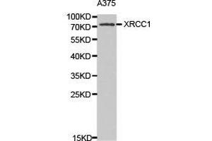 Image no. 1 for anti-X-Ray Repair Complementing Defective Repair in Chinese Hamster Cells 1 (XRCC1) antibody (ABIN1875363)