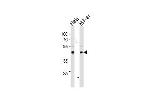 Image no. 1 for anti-T-Box 6 (TBX6) (Center) antibody (ABIN2504403)