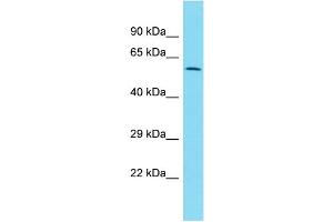 Image no. 1 for anti-Zinc Finger Protein 671 (ZNF671) (C-Term) antibody (ABIN2775010)