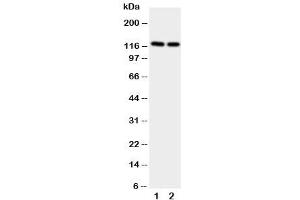 Image no. 1 for anti-Neuropilin 2 (NRP2) (AA 45-60) antibody (ABIN3031982)