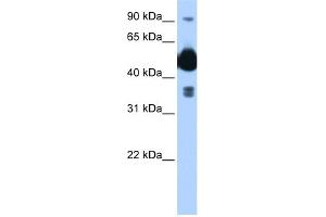 Image no. 2 for anti-FIC Domain Containing (FICD) (C-Term) antibody (ABIN2782757)