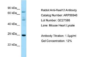 RASL12 Antikörper  (N-Term)