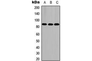 Image no. 1 for anti-FAST Kinase Domains 5 (FASTKD5) (Center) antibody (ABIN2706144)