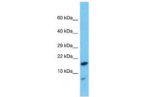 HDDC2 antibody  (N-Term)