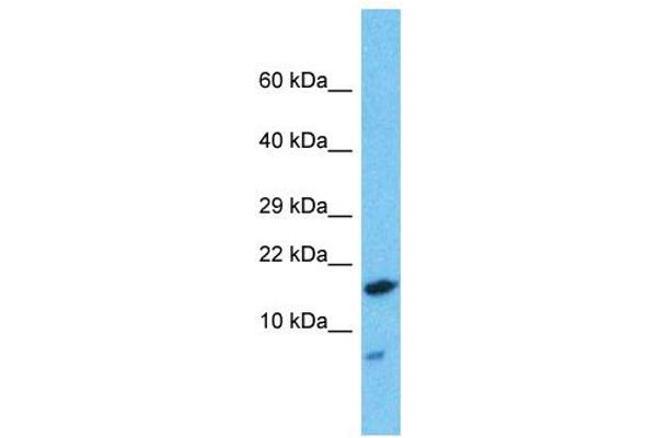 HDDC2 antibody  (N-Term)