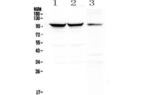 Dynamin 1 anticorps  (AA 616-667)