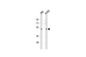 Image no. 3 for anti-Transforming Growth Factor, beta 2 (TGFB2) antibody (ABIN4914601)