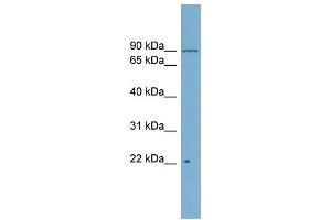 C12orf11 antibody  (Middle Region)