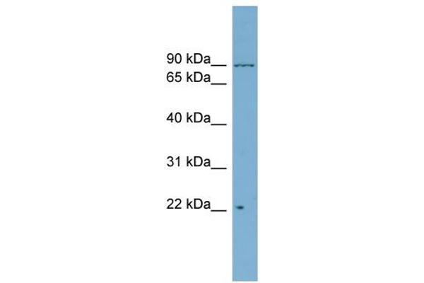 C12orf11 antibody  (Middle Region)