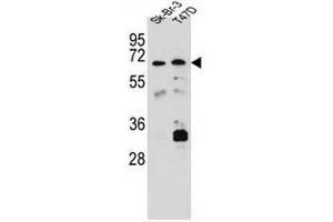 Image no. 2 for anti-Carboxylesterase 4A (CES4A) (AA 532-561), (C-Term) antibody (ABIN951486)