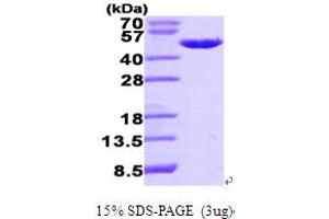 PA2G4 Protein (AA 1-394) (His tag)