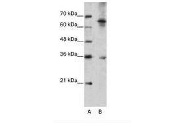 WNT9B anticorps  (AA 231-280)